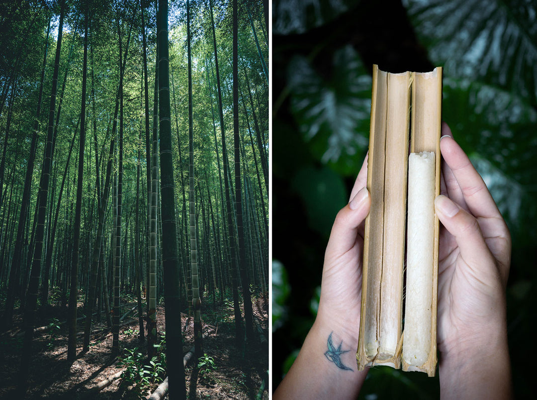 Why Is Bamboo Considered An Eco-Friendly Material?