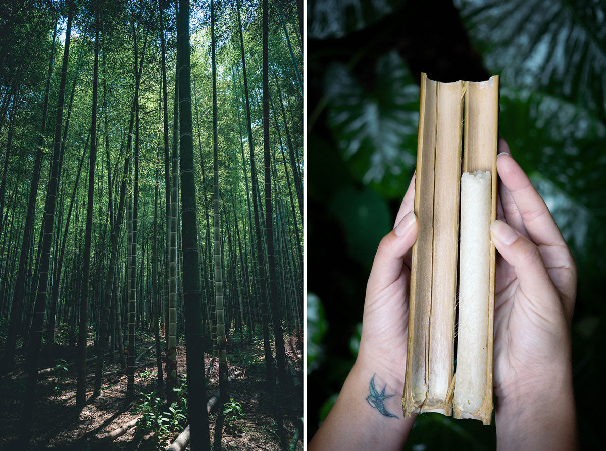 Why Is Bamboo Considered An Eco-Friendly Material?